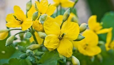 Célandine for the treatment of the fungus